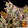 Barney's Farm lsd auto Samen – Bild 3