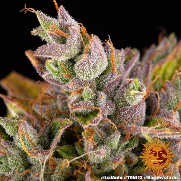 Barney's Farm lsd auto Samen – Bild 3