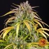 Barney's Farm lsd auto Samen – Bild 4