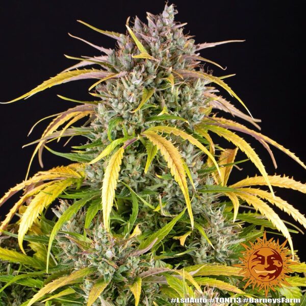 Barney's Farm lsd auto Samen – Bild 4