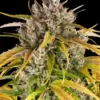 Barney's Farm lsd auto Samen