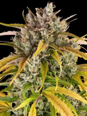 Barneys Farm LSD Auto 10 Stk feminisiert