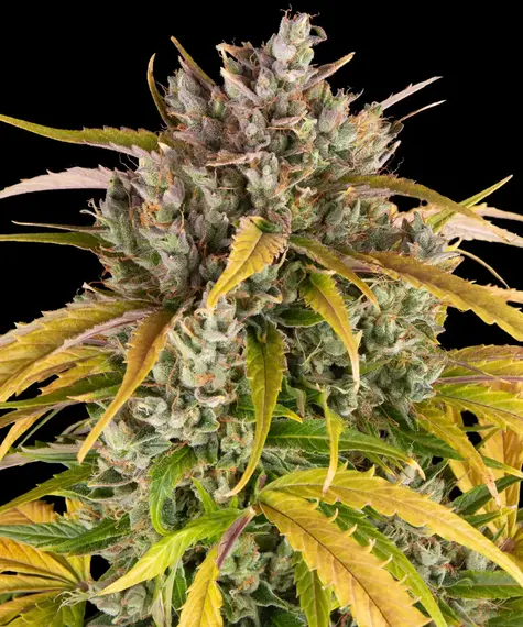 Barneys Farm LSD Auto 10 Stk feminisiert