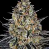 Barneys Farm LSD 10 Stk feminisiert