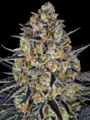Barneys Farm LSD 10 Stk feminisiert