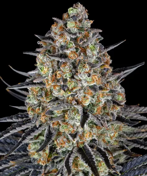 Barneys Farm LSD 10 Stk feminisiert