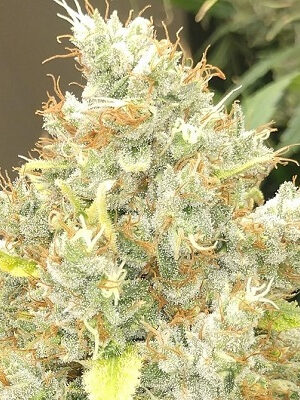 Ace Seeds Malawi X Panama 5 Stk regular