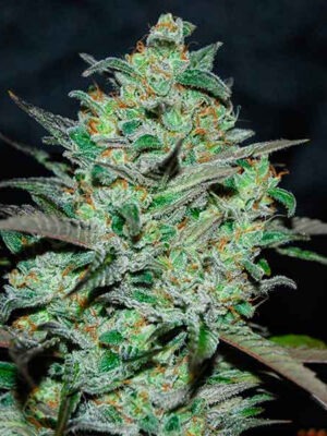 Delicious Seeds Marmalate Early Version 10 Stk feminisiert