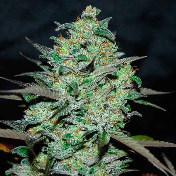 Delicious Seeds Marmalate Early Version 10 Stk feminisiert