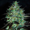 Delicious Seeds Marmalate 10 Stk feminisiert