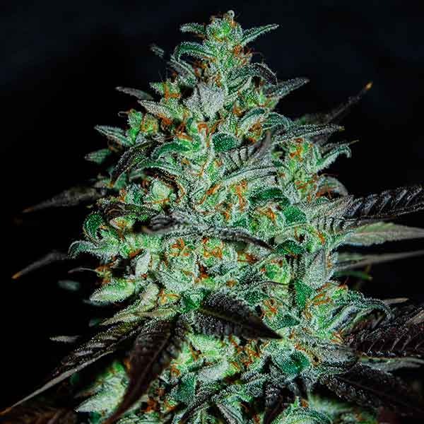 Delicious Seeds Marmalate 10 Stk feminisiert