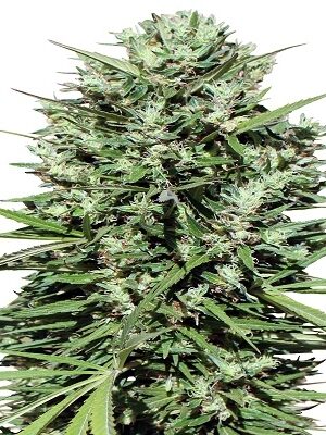 Ace Seeds Marruecos Beldia Kif 5 Stk regular