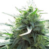 Growers Choice Mighty Amstel Freezeland MAF Fast Version Samen