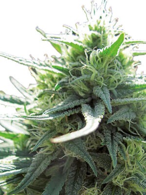 Growers Choice Mighty Amstel Freezeland MAF Fast Version Samen