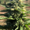 Growers Choice Mighty Amstel Freezeland MAF Fast Version Samen – Bild 5