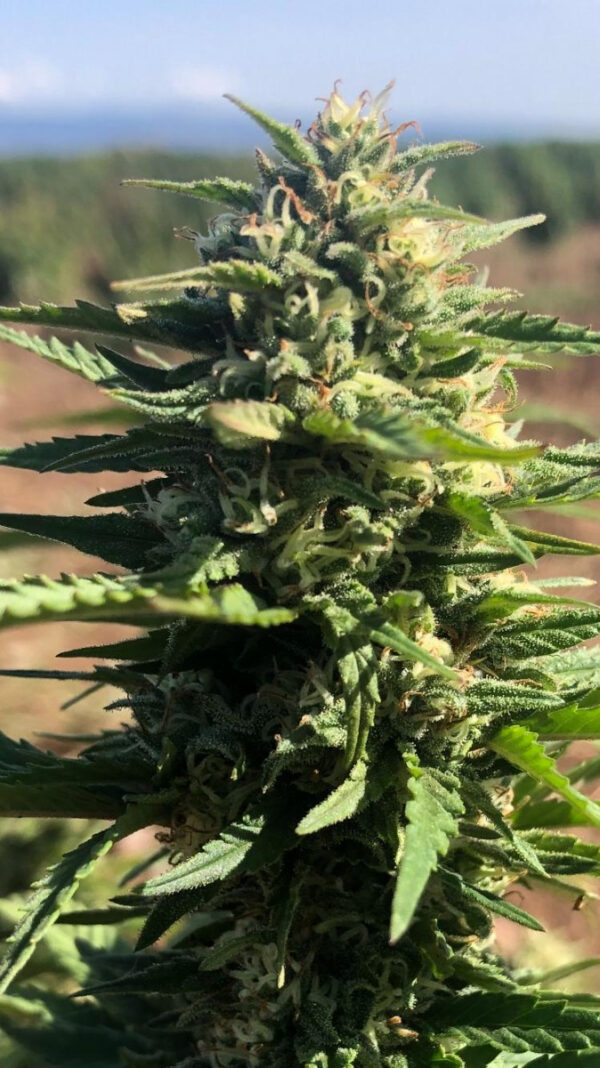 Growers Choice Mighty Amstel Freezeland MAF Fast Version Samen – Bild 5