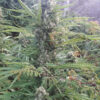 Growers Choice Mighty Amstel Freezeland MAF Fast Version Samen – Bild 4