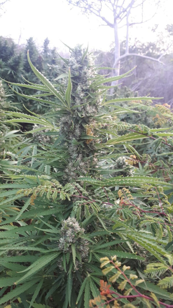 Growers Choice Mighty Amstel Freezeland MAF Fast Version Samen – Bild 4