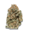 Growers Choice Mighty Amstel Freezeland MAF Fast Version Samen – Bild 2
