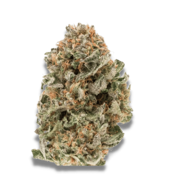 Growers Choice Mighty Amstel Freezeland MAF Fast Version Samen – Bild 2