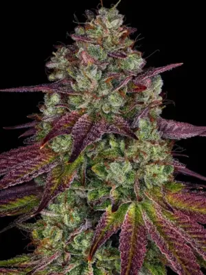 Barneys Farm Mimosa EVO 10 Stk feminisiert