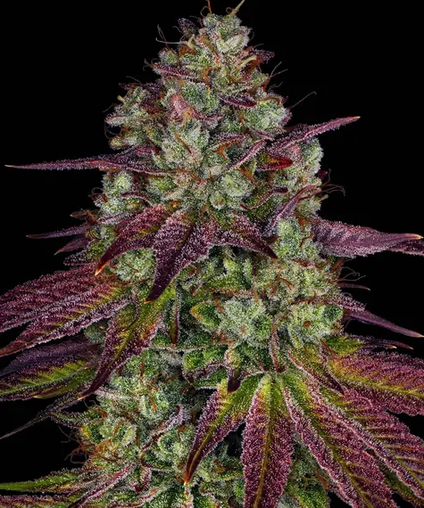 Barneys Farm Mimosa EVO 10 Stk feminisiert