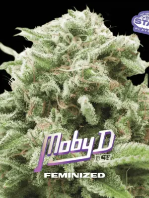 BSF Seeds moby d Samen BSF Seeds moby d Samen
