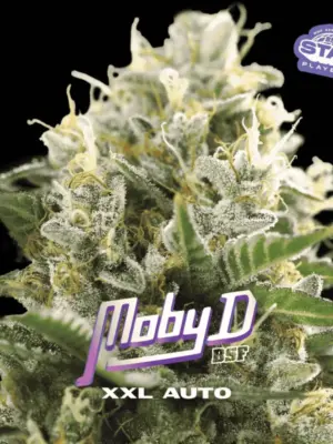BSF Seeds moby d xxl auto Samen BSF Seeds moby d xxl auto Samen