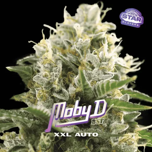 BSF Seeds moby d xxl auto Samen