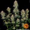 Barney's Farm moby dick auto Samen – Bild 2