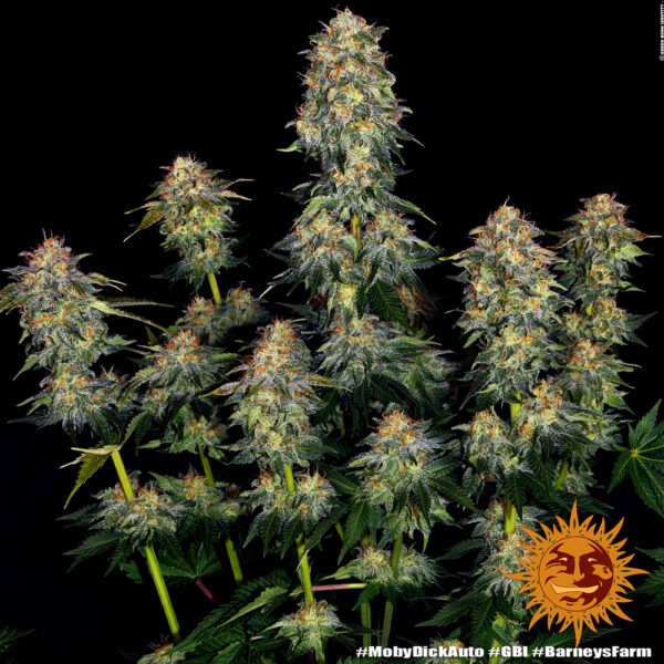 Barney's Farm moby dick auto Samen – Bild 2