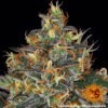 Barney's Farm moby dick auto Samen – Bild 3