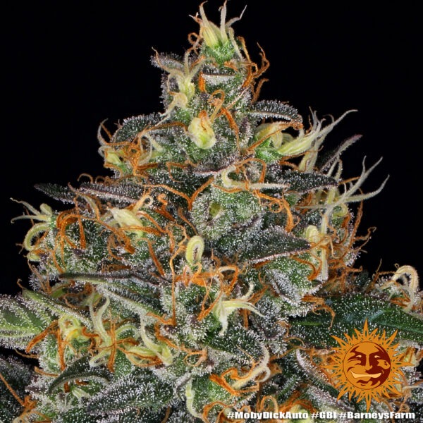 Barney's Farm moby dick auto Samen – Bild 3