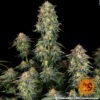 Barney's Farm moby dick auto Samen – Bild 4
