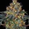 Barney's Farm moby dick auto Samen