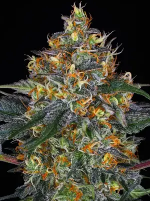 Barneys Farm Moby Dick Auto 3 Stk feminisiert