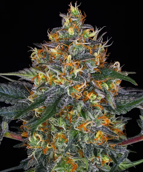 Barneys Farm Moby Dick Auto 3 Stk feminisiert