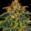 Barneys Farm Moby Dick 10 Stk feminisiert