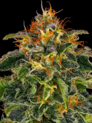 Barneys Farm Moby Dick 10 Stk feminisiert