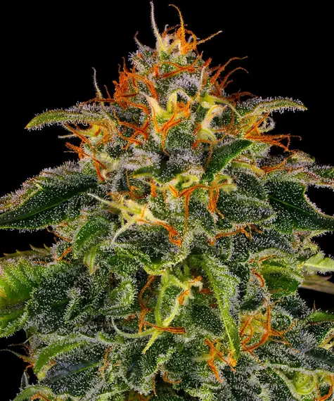 Barneys Farm Moby Dick 10 Stk feminisiert