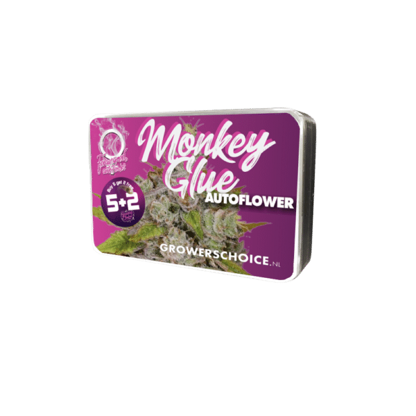 Growers Choice Monkey Glue autoflower Samen – Bild 3