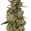 Growers Choice Monkey Glue autoflower Samen – Bild 4