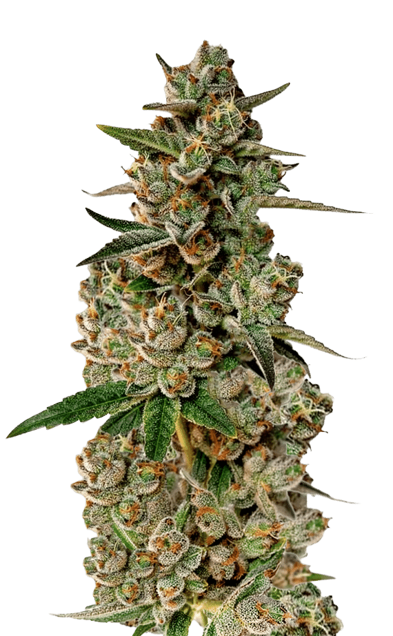Growers Choice Monkey Glue autoflower Samen – Bild 4