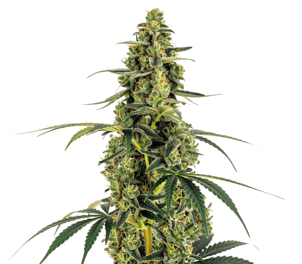 Growers Choice Monsterbud Autoflower Samen – Bild 4