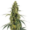 Growers Choice Monsterbud Samen – Bild 4