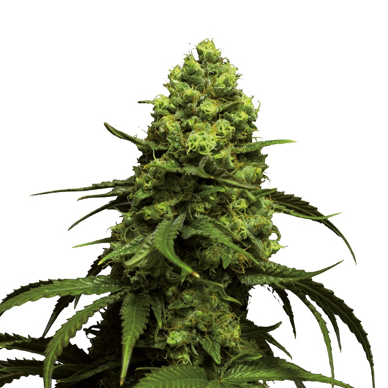 Bulk Seeds Bank vs Growers Choice: Growers Choice Monsterbud