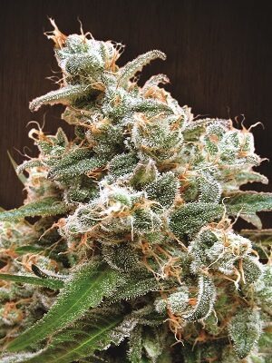 Ace Seeds Nepalese Jam 10 Stk regular