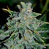Delicious Seeds northern light blue auto Samen