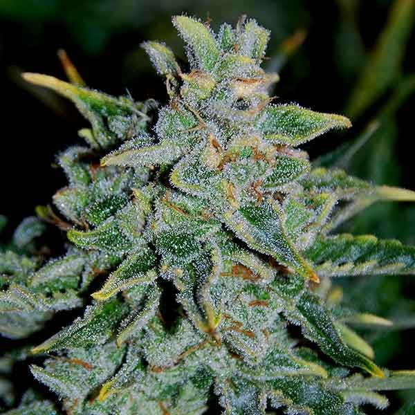 Delicious Seeds northern light blue auto Samen