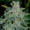 Delicious Seeds Northern Light Blue Auto 10 Stk feminisiert